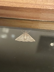Tetanolita palligera