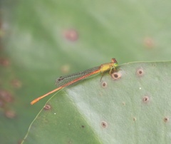Ceriagrion auranticum