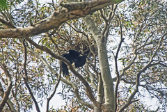 Corvus coronoides