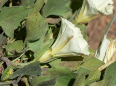 Calystegia malacophylla