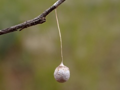 Tamopsis