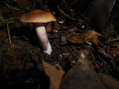 Asproinocybe