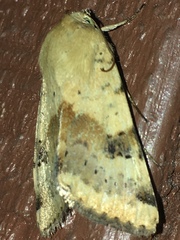 Heliothis phloxiphaga