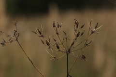 Chaerophyllum bulbosum