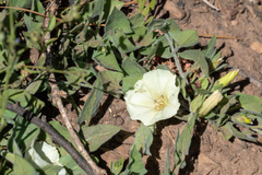 Calystegia malacophylla