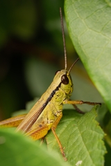 Mecostethus parapleurus