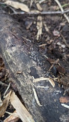 Arcyria cinerea