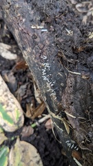 Arcyria cinerea
