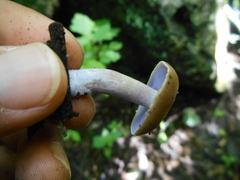 Asproinocybe