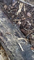 Arcyria cinerea