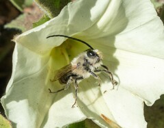 Eucera