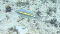 Pentapodus paradiseus