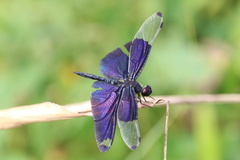Rhyothemis fuliginosa