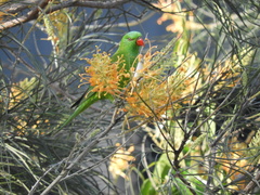 Trichoglossus chlorolepidotus