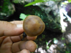 Asproinocybe