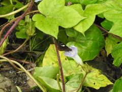 Notocrypta paralysos