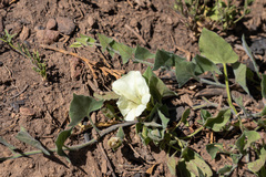 Calystegia malacophylla