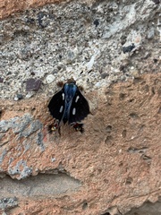 Anteros carausius carausius