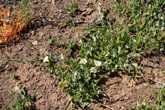 Calystegia malacophylla