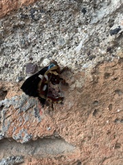 Anteros carausius carausius