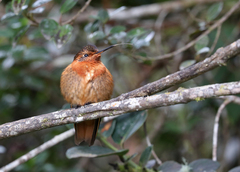 Aglaeactis cupripennis