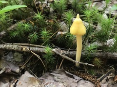 Entoloma murrayi