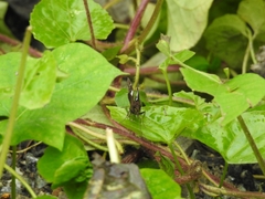 Notocrypta paralysos