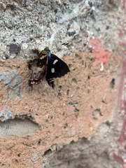 Anteros carausius carausius