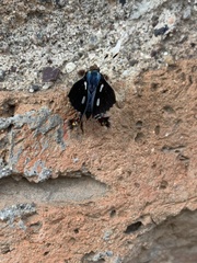 Anteros carausius carausius