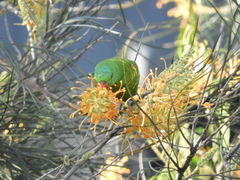 Trichoglossus chlorolepidotus
