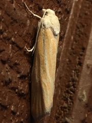 Pelochrista caniceps
