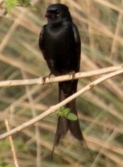 Dicrurus macrocercus