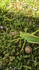 Tettigonia orientalis