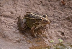 Pelophylax
