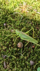 Tettigonia orientalis