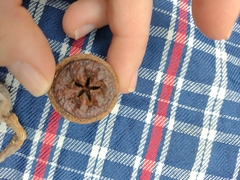 Eucalyptus megacarpa