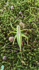Tettigonia orientalis