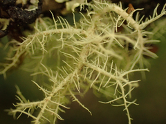 Usnea