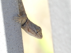 Sceloporus uniformis