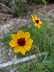 Coreopsis tinctoria