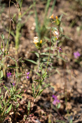 Clarkia rhomboidea