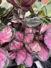 Goeppertia roseopicta