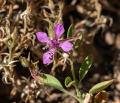 Clarkia rhomboidea