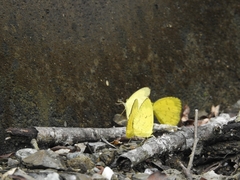 Eurema hecabe