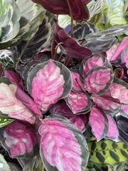 Goeppertia roseopicta