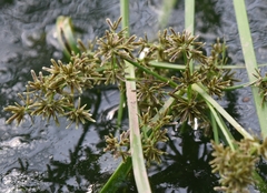 Cyperus fuscus