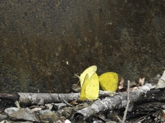 Eurema hecabe