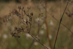 Chaerophyllum bulbosum