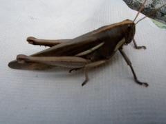 Schistocerca flavofasciata