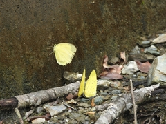 Eurema hecabe